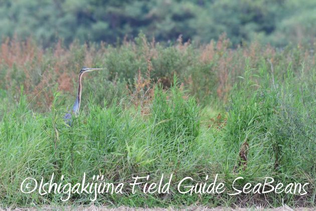 7.18　バードウオッチング　野鳥撮影　ガイド　5