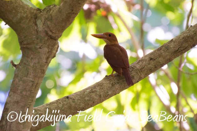 7.20　石垣島　野鳥撮影　バードウオッチング5