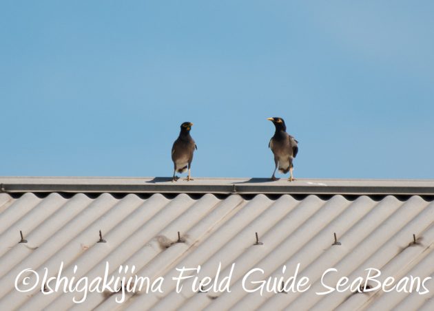7.22-石垣島 野鳥 バードウオッチング 撮影ガイド7