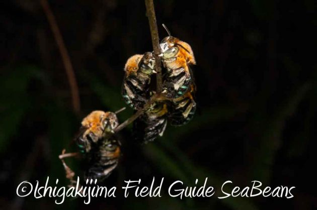 7月27日　石垣島ナイトツアー2