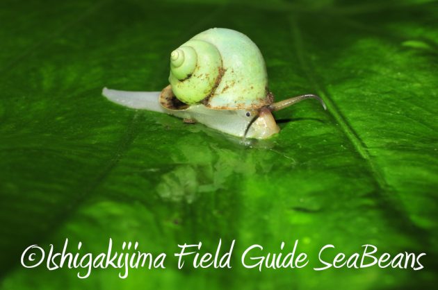 7.18-石垣島　ナイトツアー12