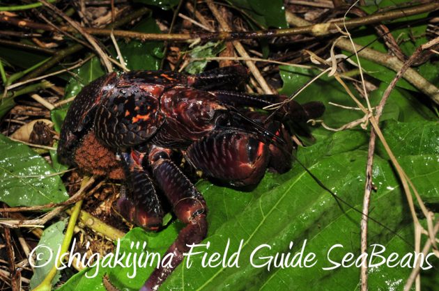 7.18-石垣島　ナイトツアー5