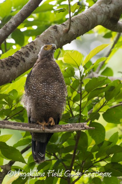 7.18　バードウオッチング　野鳥撮影　ガイド　16