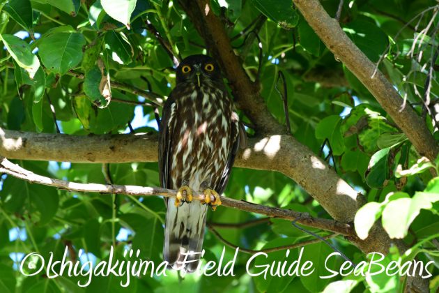 7.20　石垣島　野鳥撮影　バードウオッチング6