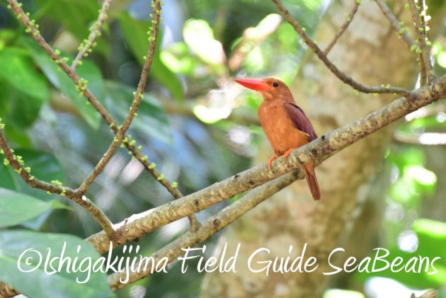 7.19石垣島　バードウオッチング14