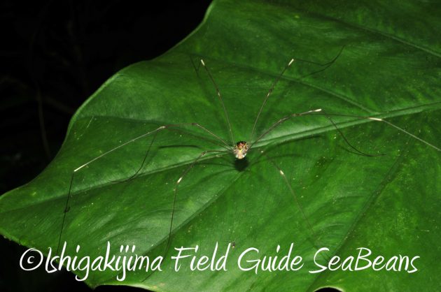 7.20石垣島 ナイトツアー15