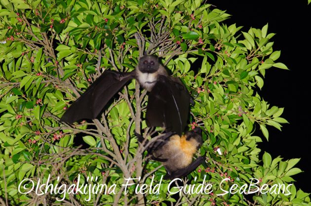 7月30日 石垣島ナイトツアー10