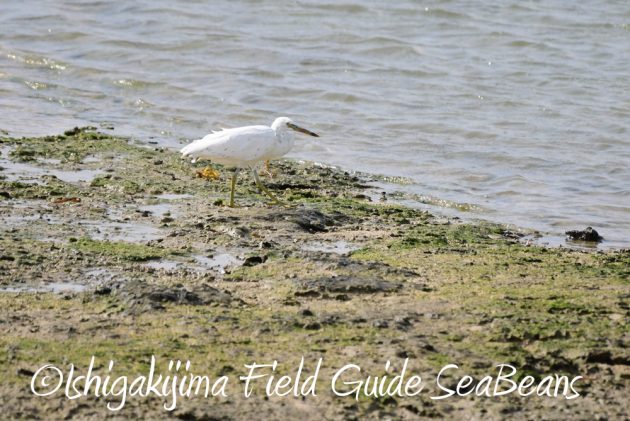 7.17-石垣島　バードウオッチング　野鳥撮影　ガイド8
