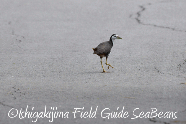 7.25 石垣島バードウオッチング8