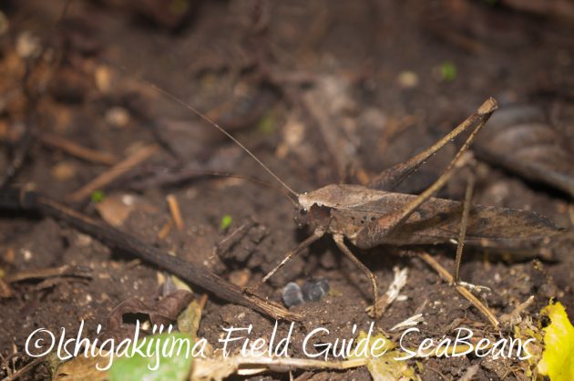 7.19石垣島 ナイトツアー 11