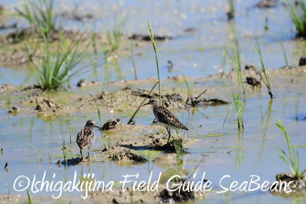 7.21石垣島 バードウオッチング 撮影ガイド10