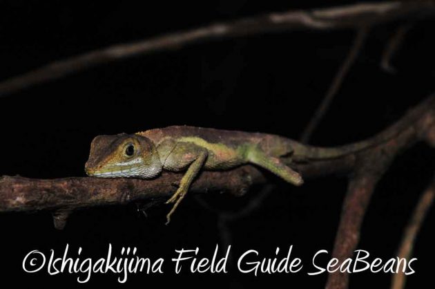 7月27日　石垣島ナイトツアー12