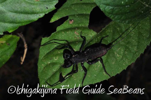 7月27日　石垣島ナイトツアー18