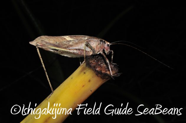 7.22-石垣島-ナイトツアー9