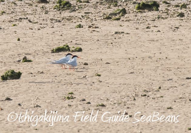 7.17-石垣島　バードウオッチング　野鳥撮影　ガイド5