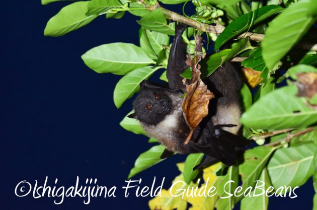 7.19石垣島 ナイトツアー 2