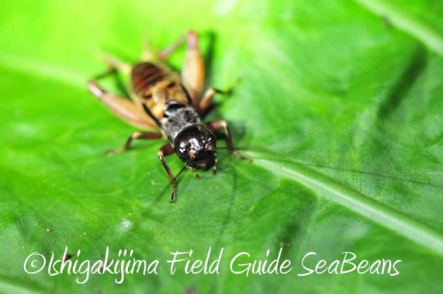 7月27日　石垣島ナイトツアー3