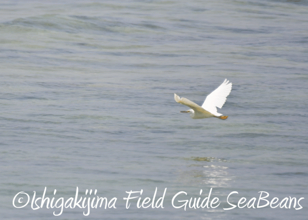 7.25 石垣島バードウオッチング2