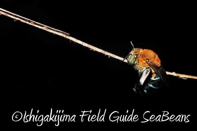 7.20石垣島 ナイトツアー17