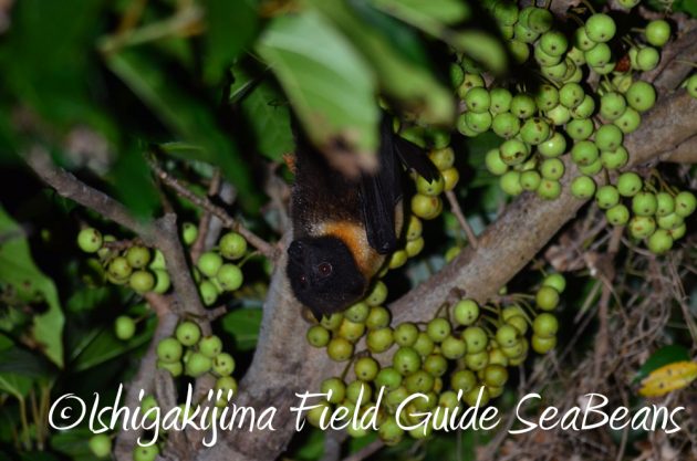 7.21石垣島 ナイトツアー 夜の野鳥撮影2