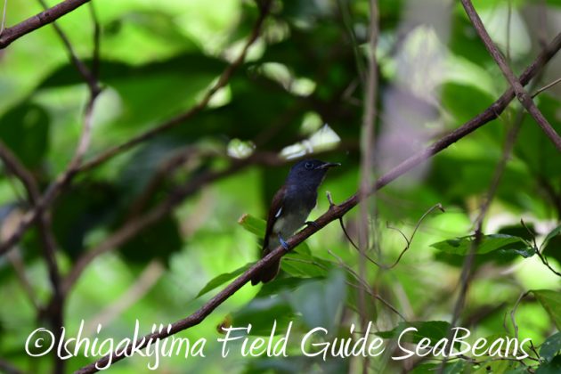 7月30日 石垣島 バードウオッチング&野鳥撮影11