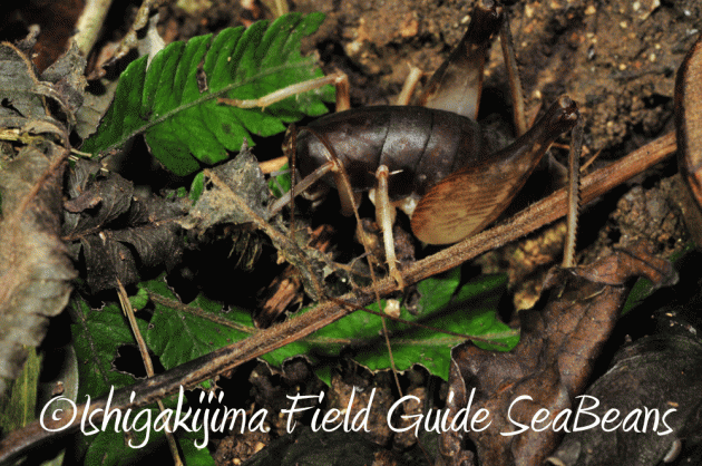 7月25日 石垣島 ナイトツアー 生き物探し11