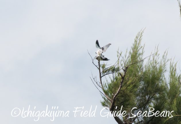 7月29日　石垣島バードウオッチング＆野鳥撮影3