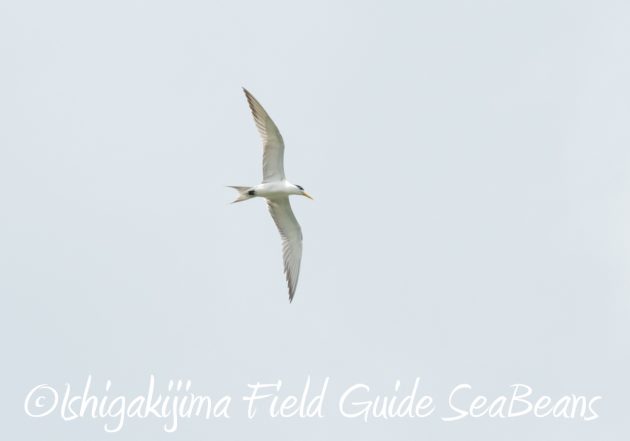 7.17-石垣島　バードウオッチング　野鳥撮影　ガイド7