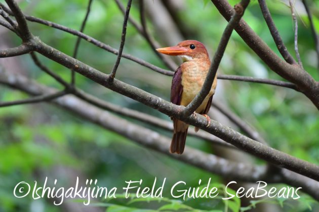 7月30日 石垣島 バードウオッチング&野鳥撮影10