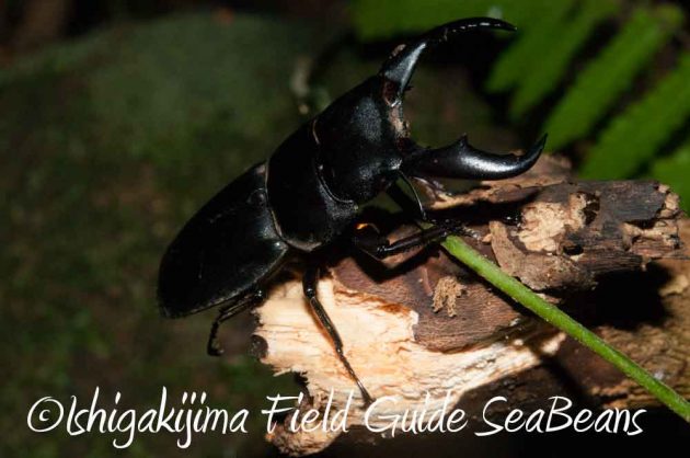 7月27日　石垣島ナイトツアー13