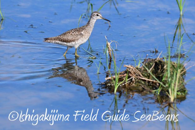 7.19石垣島　バードウオッチング7