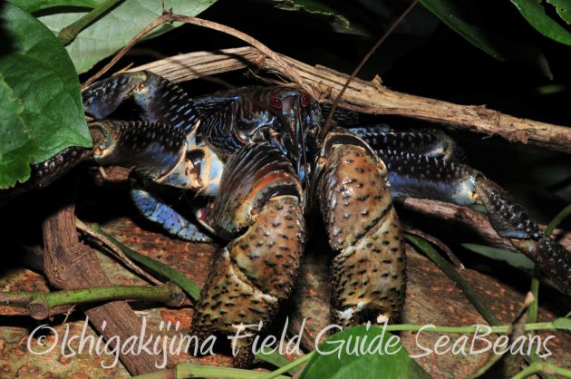 7.18-石垣島　ナイトツアー6