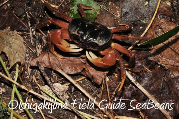 7.18-石垣島　ナイトツアー4