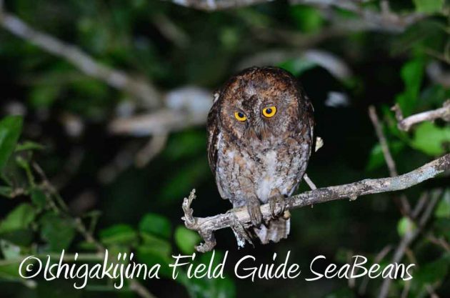 7月27日　石垣島ナイトツアー8