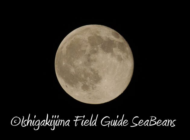 7.20石垣島 ナイトツアー18