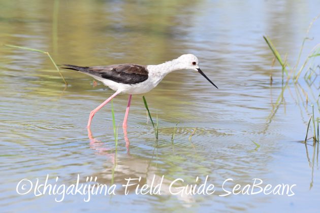 7.19石垣島　バードウオッチング6