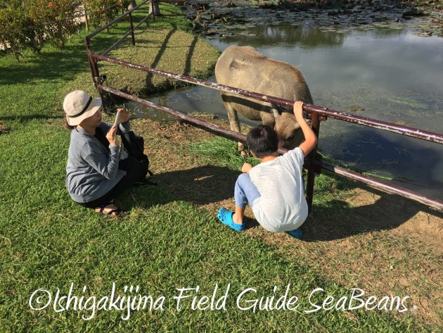 7.23.24小浜島 はいむるぶし 夏休み旅行2