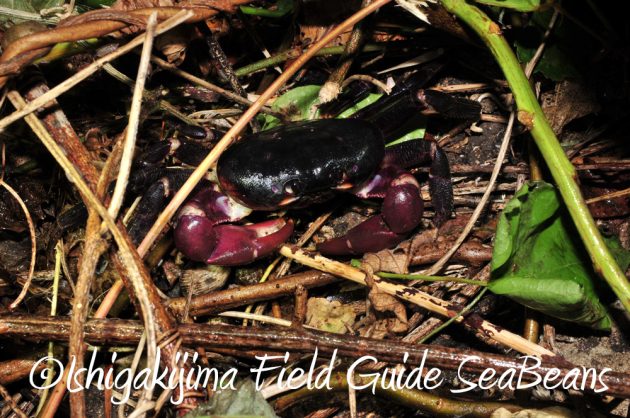 7.18-石垣島　ナイトツアー3