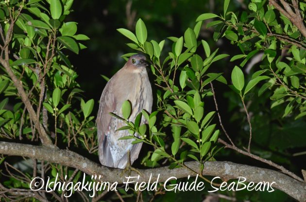 7.18-石垣島　ナイトツアー11