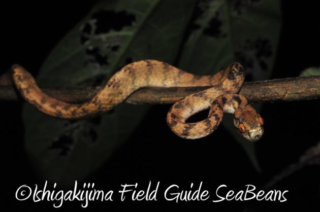 7月30日 石垣島ナイトツアー13