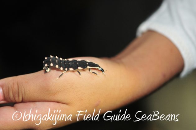 7月30日 石垣島ナイトツアー9