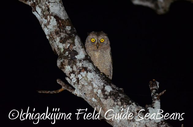 7.21石垣島 ナイトツアー 夜の野鳥撮影3