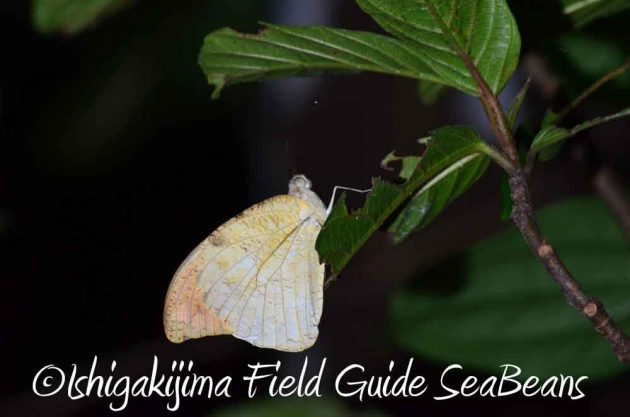 7月27日　石垣島ナイトツアー6