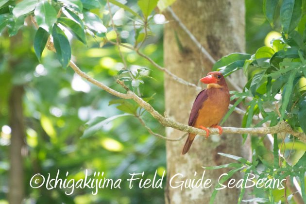 7.17-石垣島　バードウオッチング　野鳥撮影　ガイド2