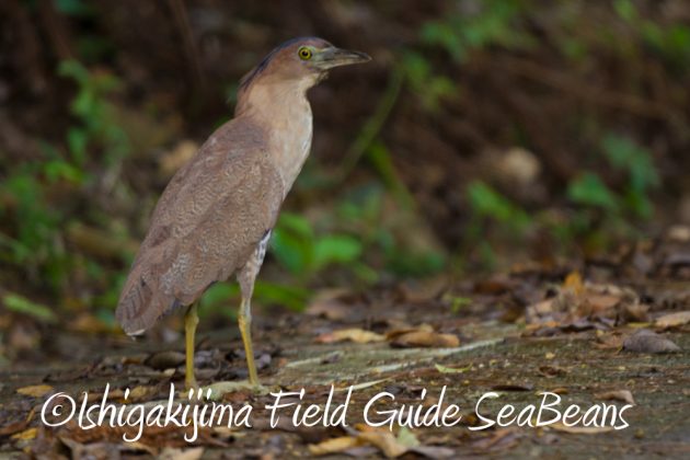 7月28日-石垣島　バードウオッチング　野鳥5