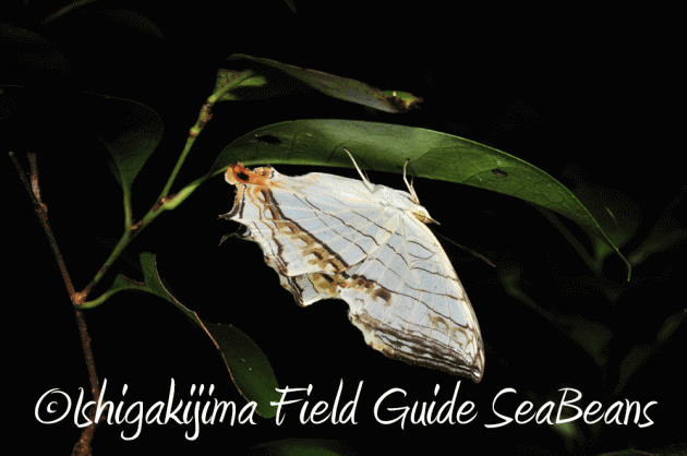 7月25日 石垣島 ナイトツアー 生き物探し15