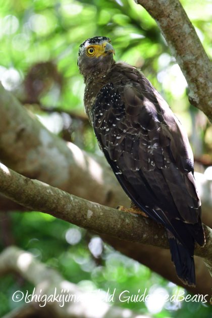 7.20　石垣島　野鳥撮影　バードウオッチング15