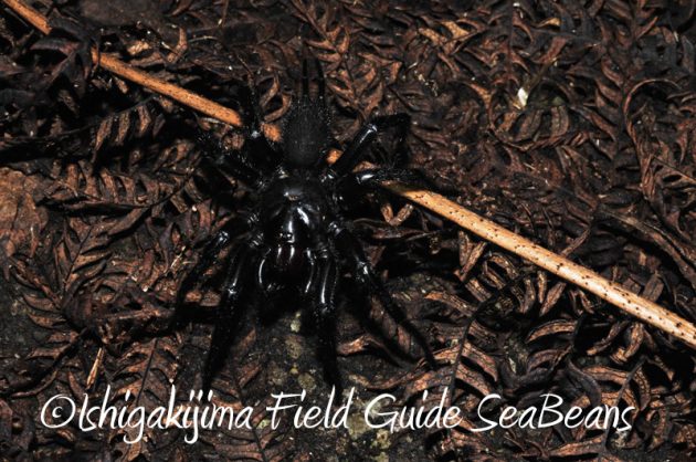 7月30日 石垣島ナイトツアー12