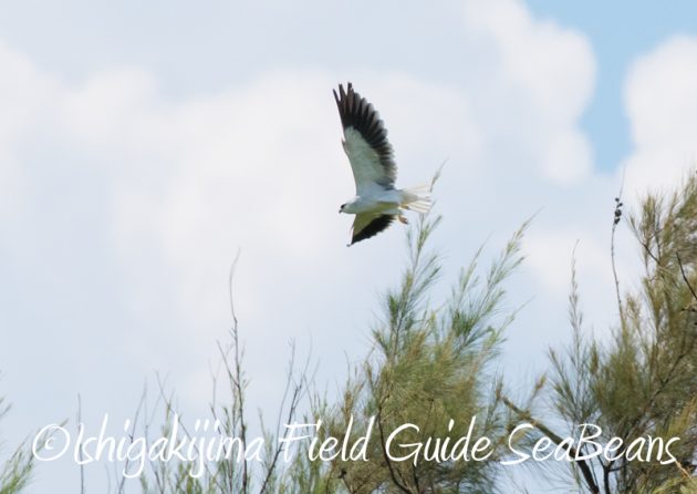 7月30日 石垣島 バードウオッチング&野鳥撮影12
