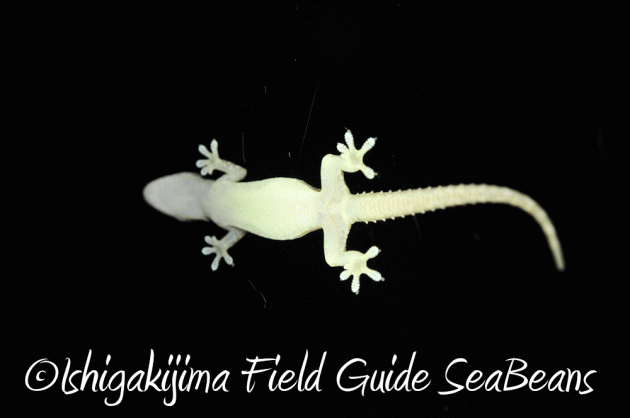 7月25日 石垣島 ナイトツアー 生き物探し21